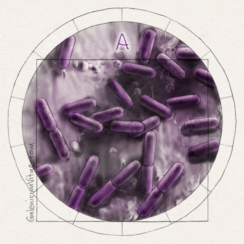 <em>Escherichia coli</em> y sus causas