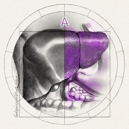 Vías de transmisión (Hepatitis B y C) y sus causas