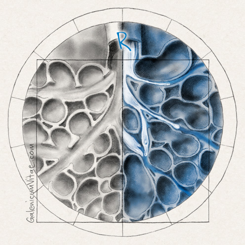 Alveoli y sus causas