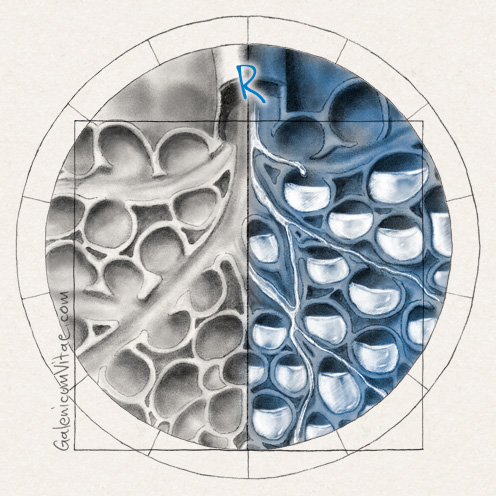 Alveoli y sus causas